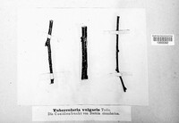 Tubercularia vulgaris image
